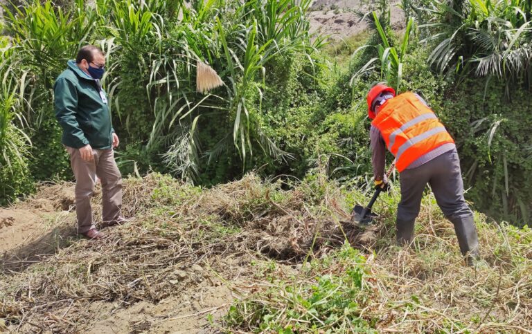 Iniciaron actividades de mantenimiento de canales de riego y drenes en Virú