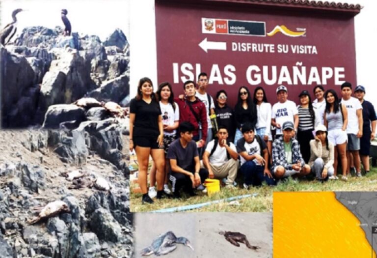 La Libertad: siguen apareciendo aves muertas en las islas Guañape